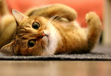 8 fantásticos benefícios de ter um gato em casa
