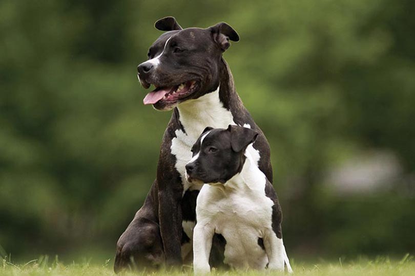 Pit bull