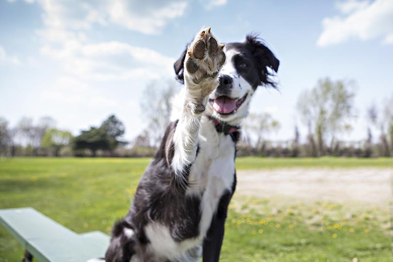 Raça de cachorro mais inteligente