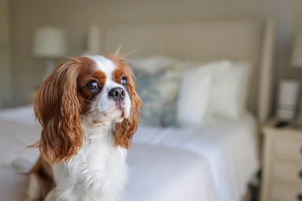 Cavalier King Charles Spaniel no apartamento