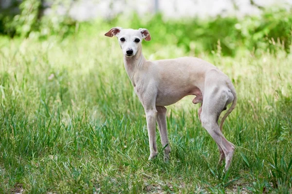Galgo Italiano