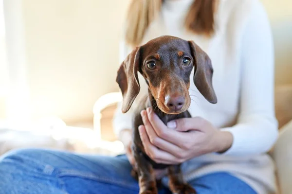 Dachshund no apartamento