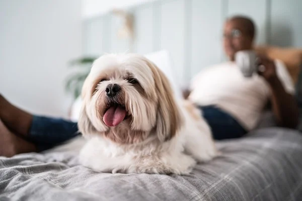 Shih Tzu no apartamento.