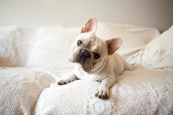 Buldogue Francês no apartamento