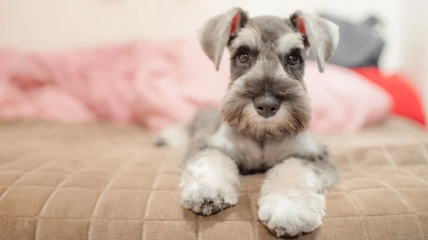 Schnauzer miniatura no apartamento