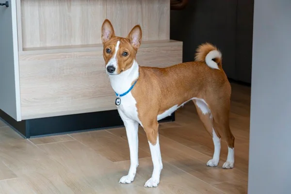Basenji no apartamento
