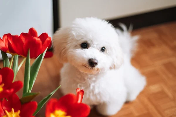 Bichon Frise no apartamento