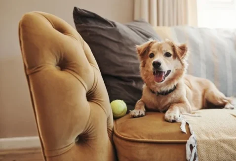 Conheça 12 raças de cachorro para apartamento