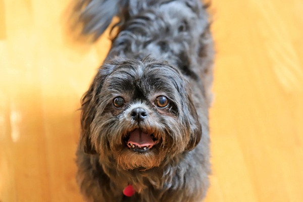 Sintomas da Dermatite Seborreica em cachorros e como tratar
