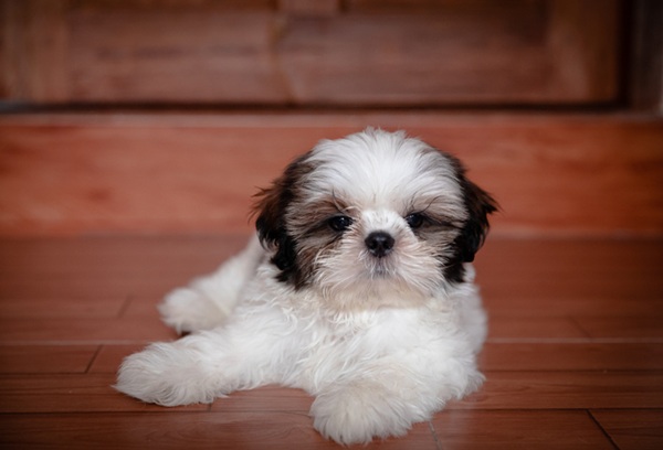 Shih Tzu filhote.