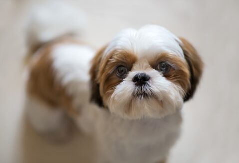 Cuidados com Shih Tzu: dicas para manter o bem-estar e a qualidade de vida do seu pet