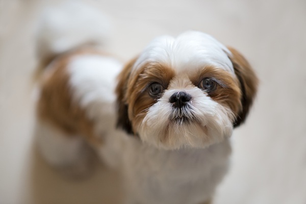 Cuidados com Shih Tzu: dicas para manter o bem-estar e a qualidade de vida do seu pet