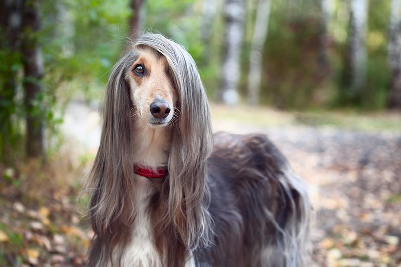 Raça de cachorro peludo: conheça o top 15