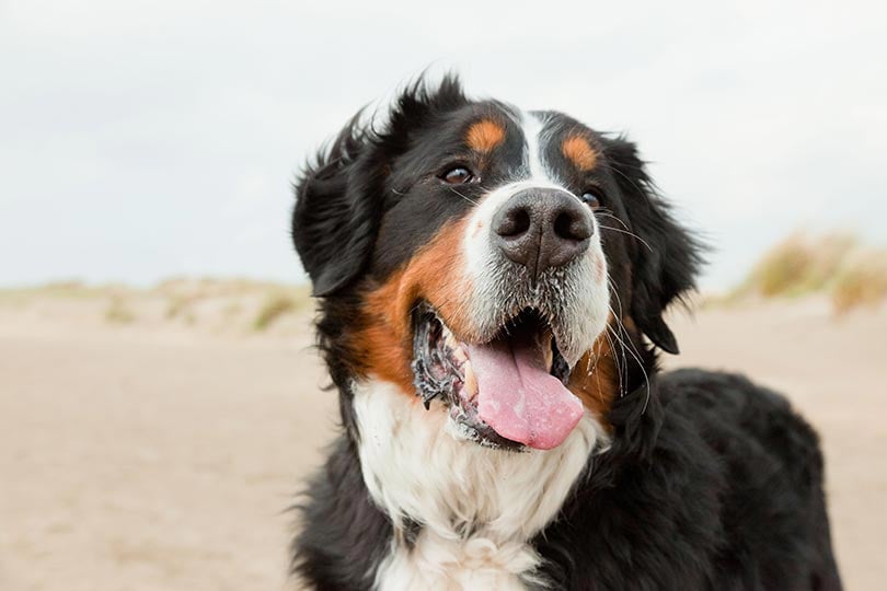 Raça de cachorro peludo Bernese