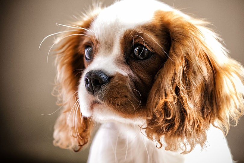 foto de cavalier king charles spaniel, um cachorro braquicefálico de porque pequeno