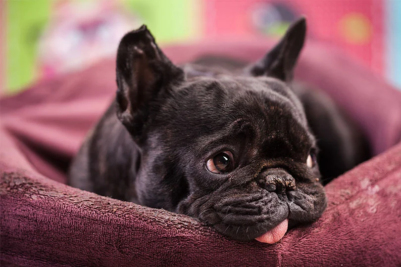 Parainfluenza canina: o que é, sintomas e tratamento