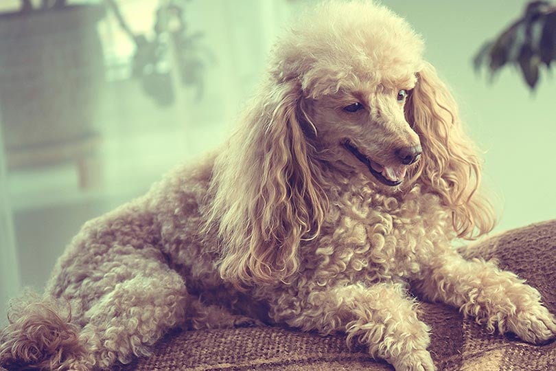 Poodle no sofá