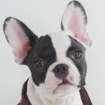 buldogue francês em destaque
