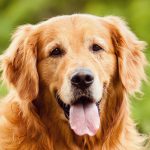 golden retriever em destaque