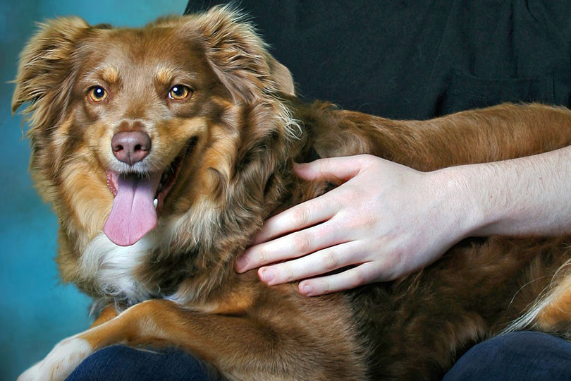 Hepatite infecciosa canina: o que é, sintomas e tratamento