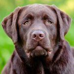 Labrador Retriever em destaque