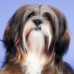 lhasa apso em destaque