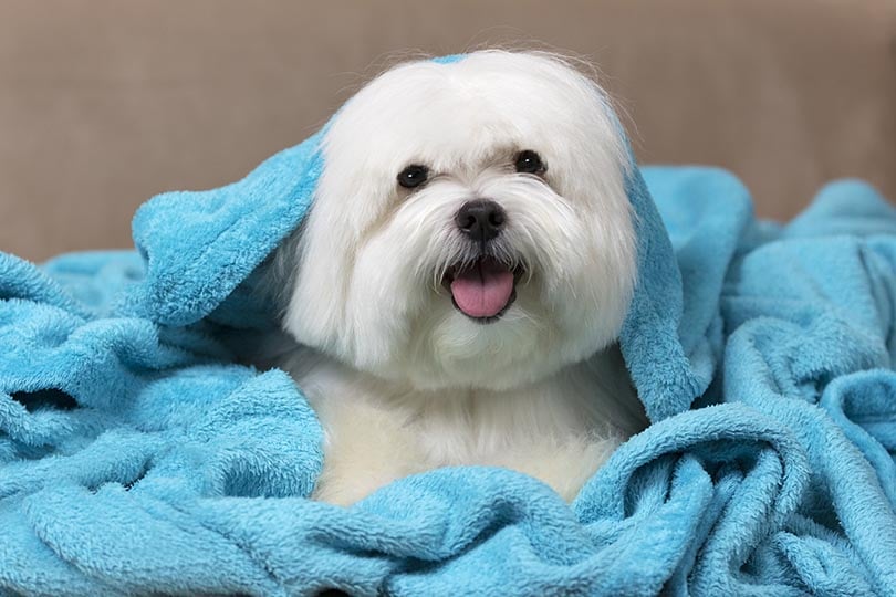cachorro maltês com com cobertor azul