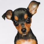 Pinscher em destaque