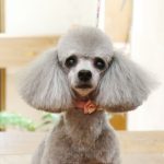 poodle em destaque