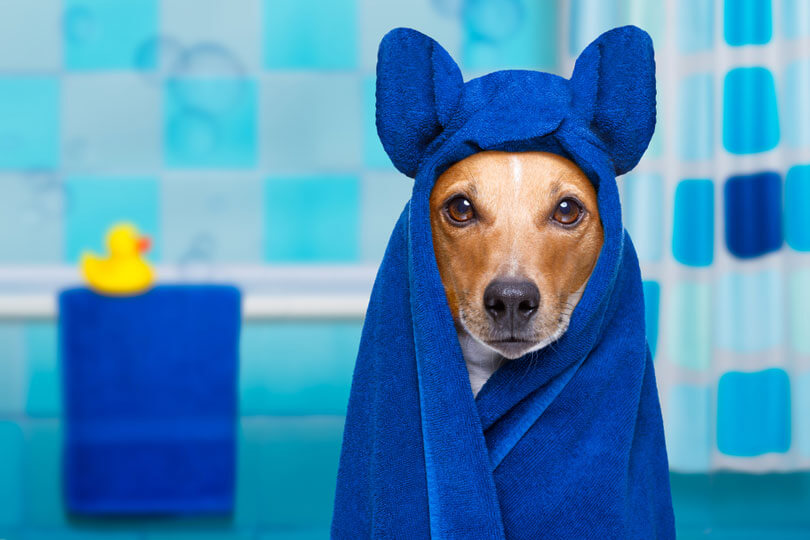 Dicas de higiene e estética para cães