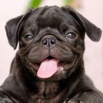 Pug em destaque