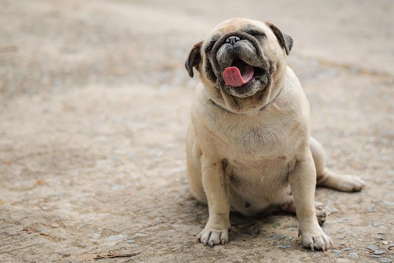 cachorro pug de boca aberta