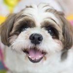 shih tzu em destaque