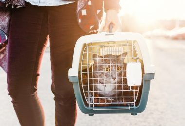 Como transportar o seu gato no carro?