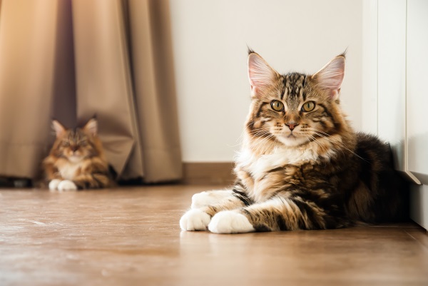 Maine Coon – Principais doenças