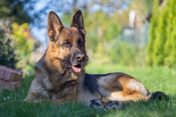 Um cão branco com uma mancha preta em um olho em um parque, pastor