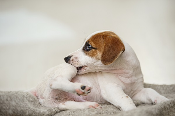 Como combater pulgas em cães?