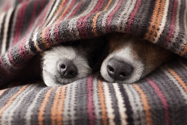 Cuidados no inverno com os cães