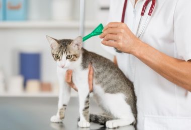 Como escolher antipulgas para gatos
