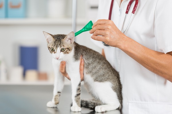 Como escolher antipulgas para gatos