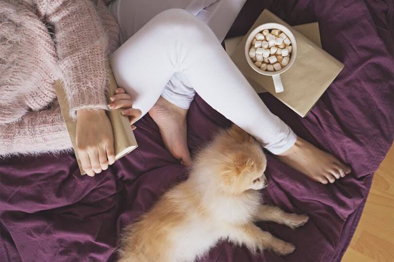 Raças de cachorro para apartamento: um guia completo
