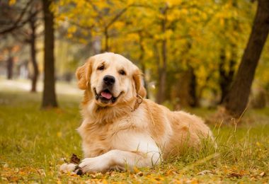 Golden Retriever – principais doenças