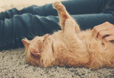 Por que a maioria dos gatos não gosta de carinho na barriga?