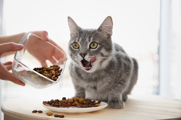 Melhor ração para gatos