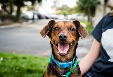 Top 10 raças de cães Petlove