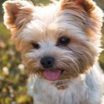 yorkshire terrier em destaque
