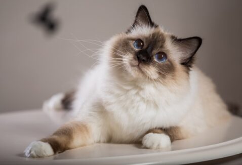 Procurando nomes para gatos? Acesse +2.000 ideias criativas!