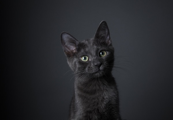 12 ideias de nomes para gato preto - NSC Total