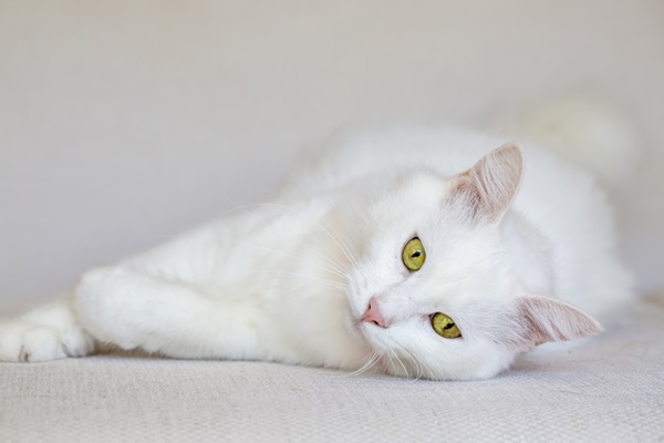 Gatos famosos - A senhora do gatinho