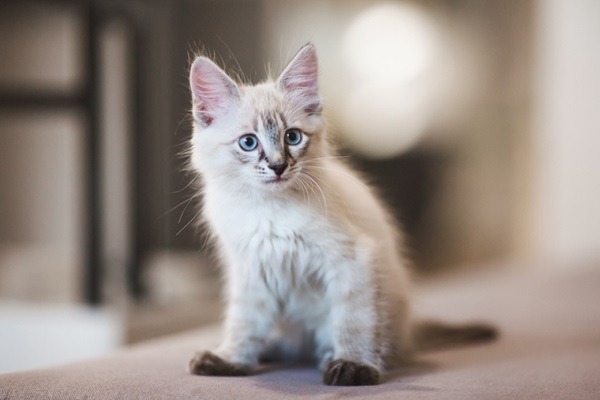 Jogo Do Gatinho Listrado Pequeno Do Gatinho Bonito Imagem de Stock